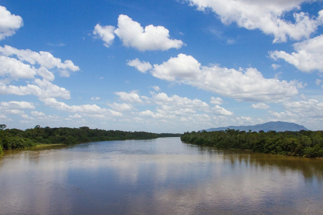 The Amazon river in Brazil, home of the açaí palm