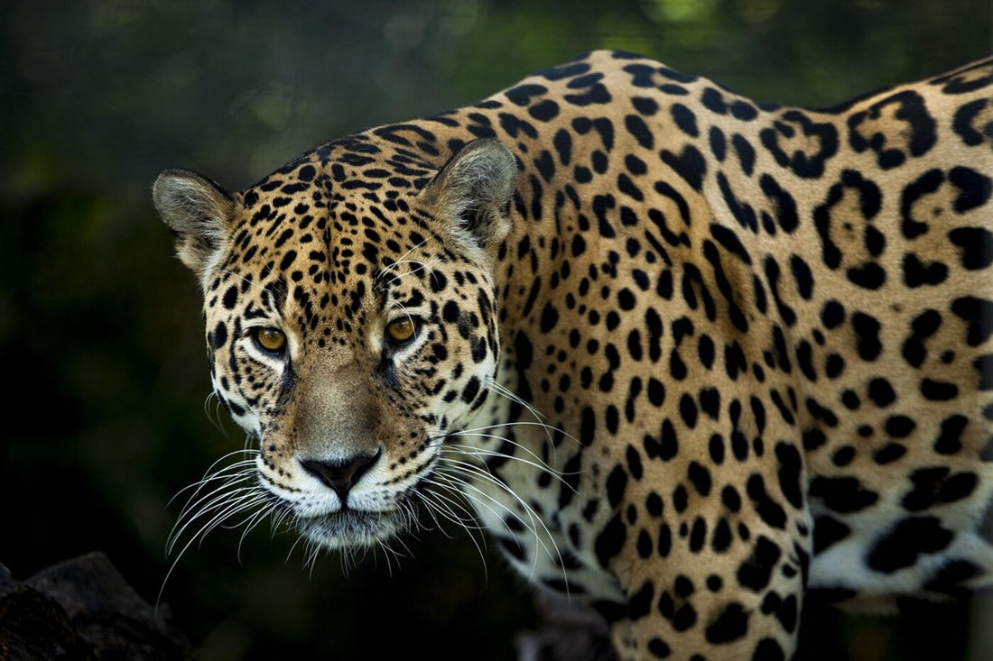 A jaguar in the Amazon rainforest