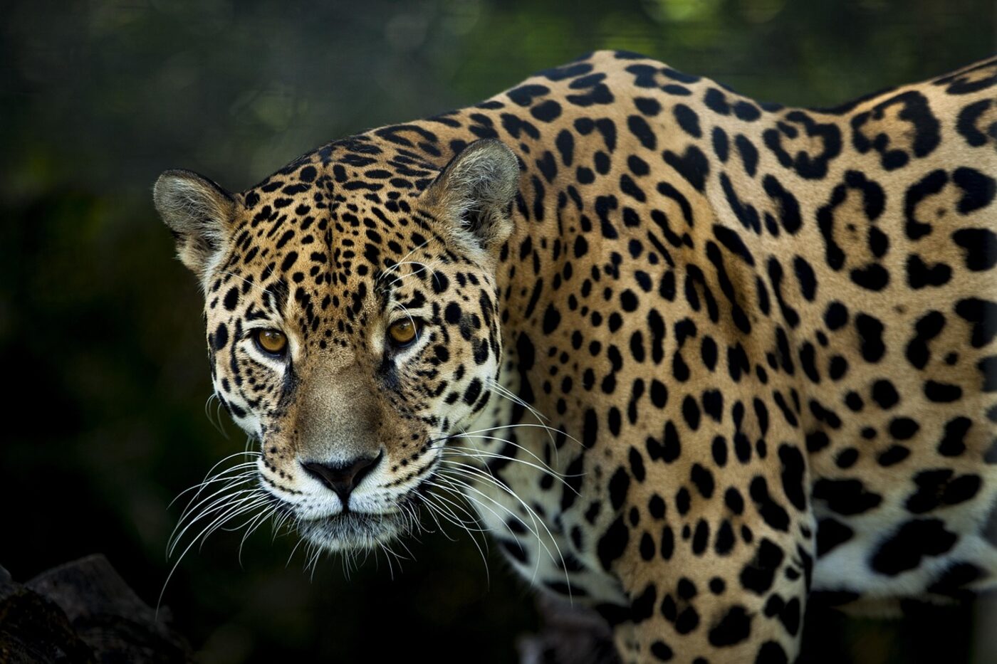A jaguar in the Amazon rainforest