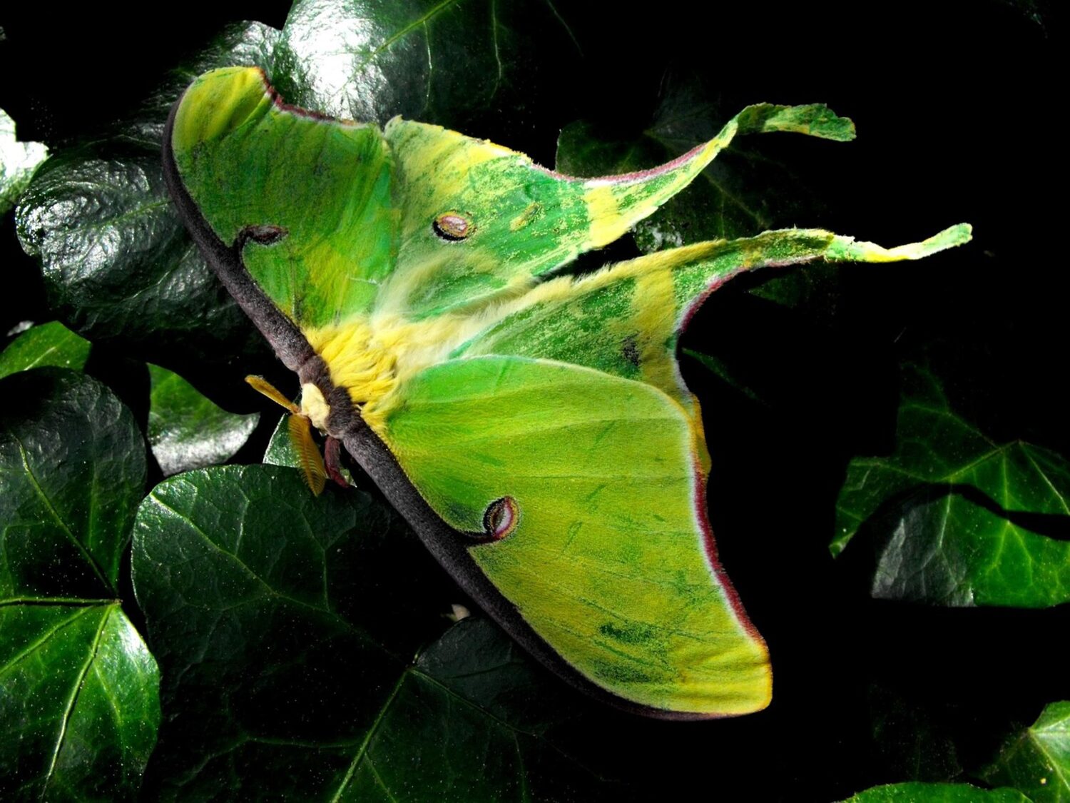 A luna moth with pale green wings and long tails resting on dark leaves at night