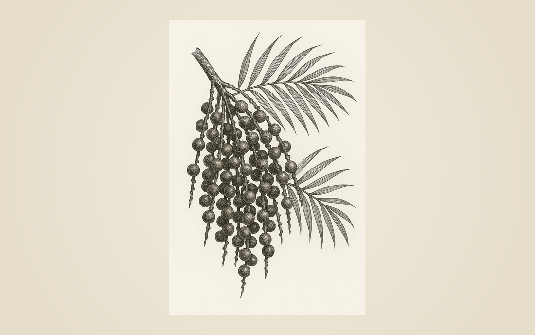 Hand-drawn botanical illustration of an açaí palm branch with berry clusters