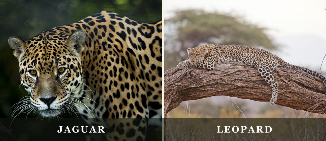 Jaguar and leopard side by side, labeled