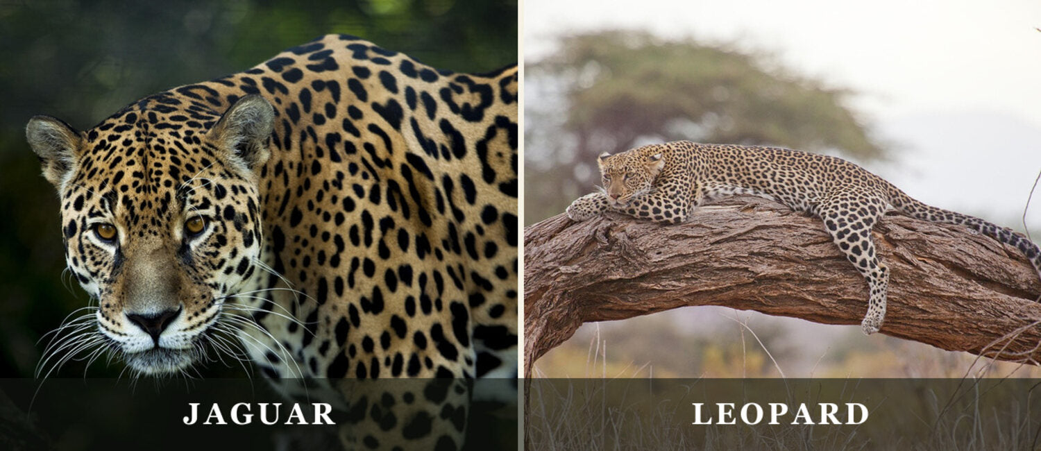 Jaguar and leopard side by side, labeled