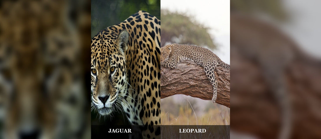 Jaguar and leopard side by side, labeled, showing the difference in their rosettes