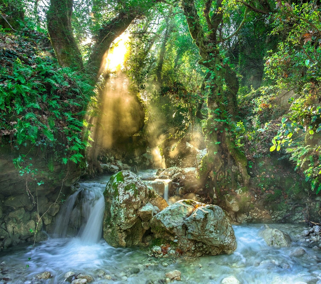 A rainforest stream deep in the jungle