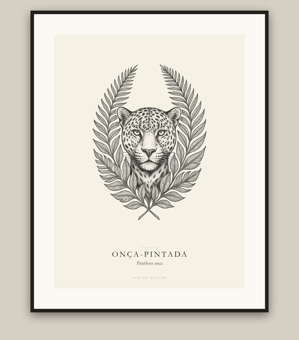 Jaguar fine art print in a black frame, field-guide plate of Panthera onca