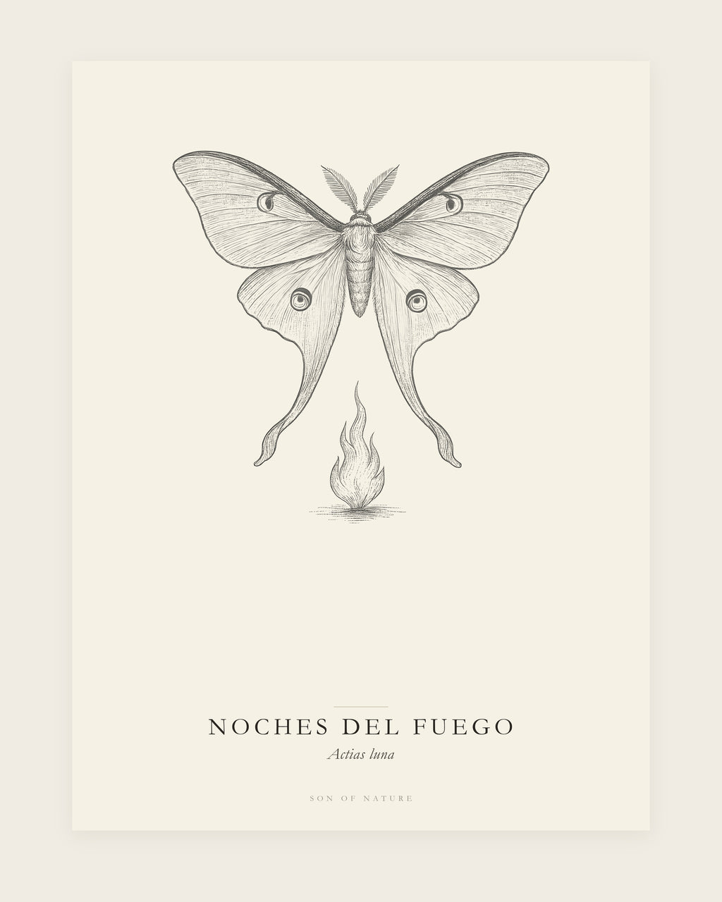 Luna moth fine art print, unframed, field-guide plate of Actias luna