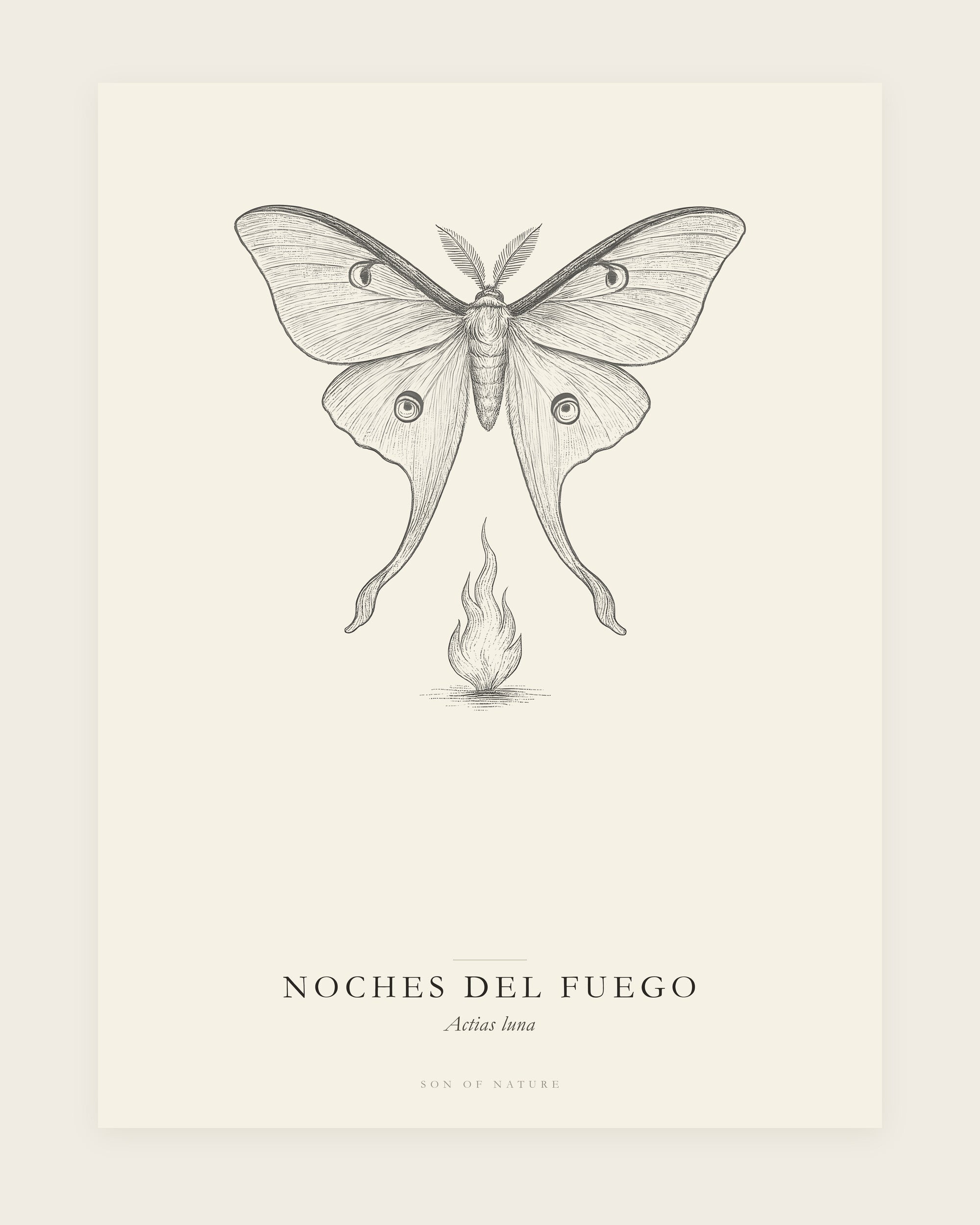 Luna moth fine art print, unframed, field-guide plate of Actias luna
