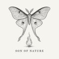 Luna Moth Sticker, Son of Nature transparent sticker