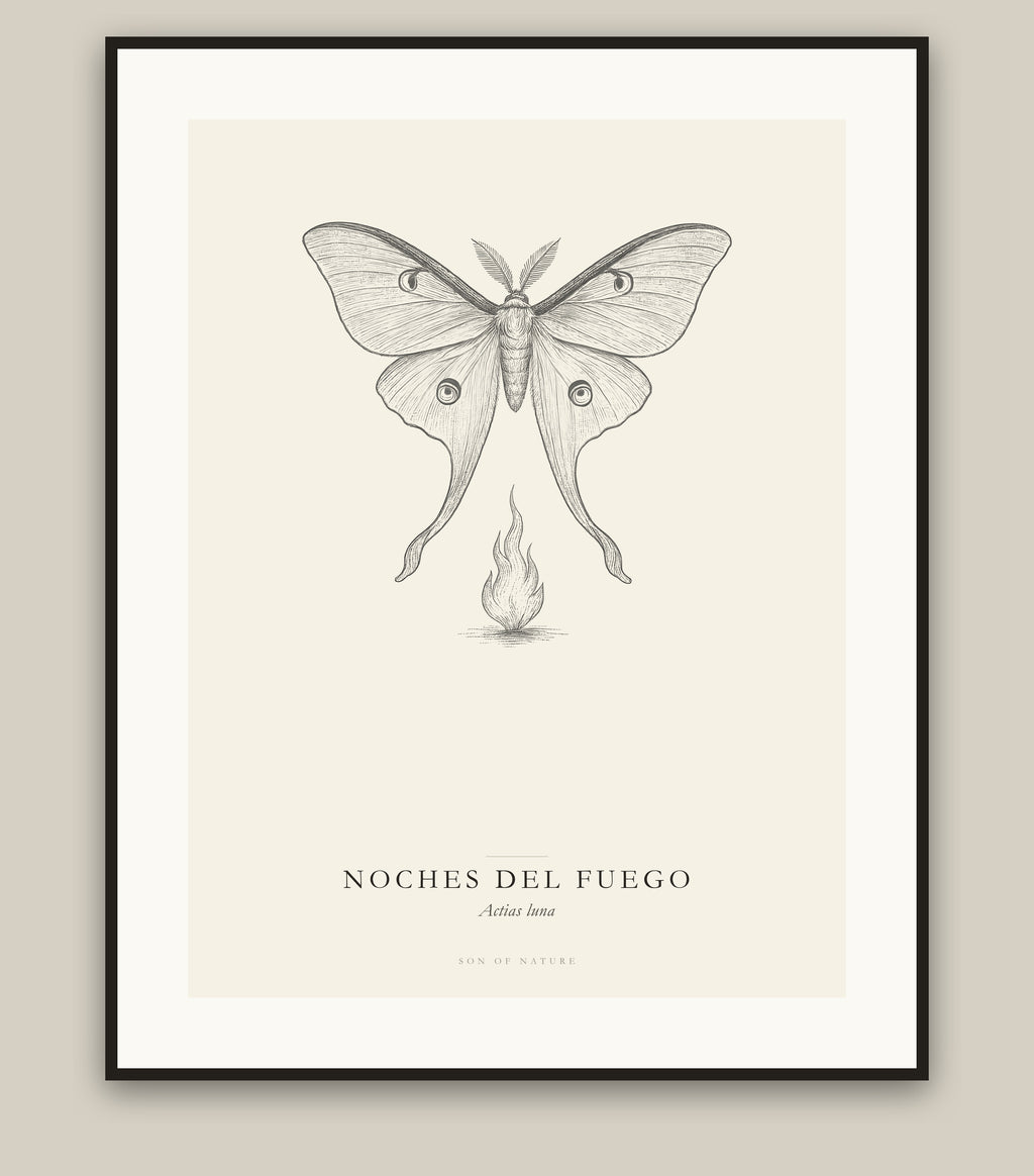 Luna moth fine art print in a black frame, field-guide plate of Actias luna