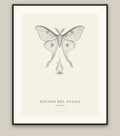 Luna moth fine art print in a black frame, field-guide plate of Actias luna
