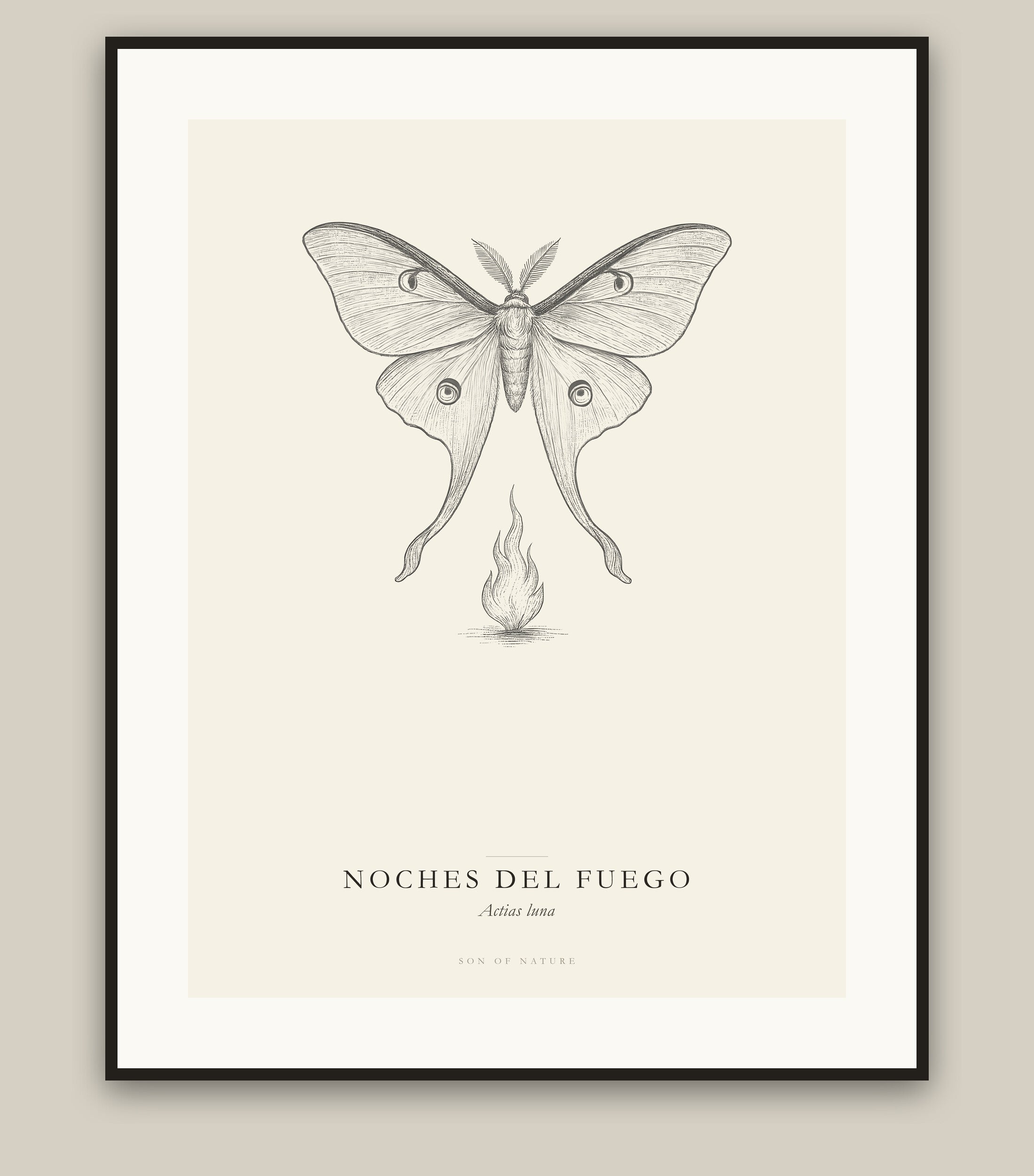 Luna moth fine art print in a black frame, field-guide plate of Actias luna