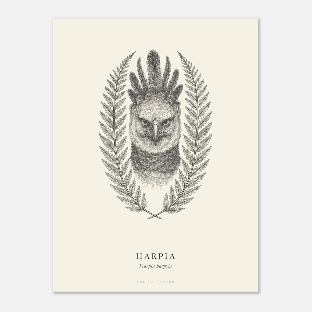 Harpy eagle fine art print on archival paper, unframed