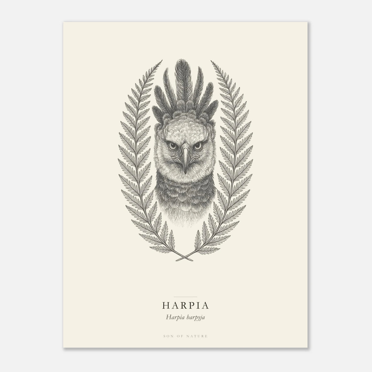 Harpy eagle fine art print on archival paper, unframed