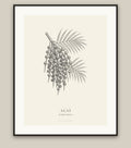 Acai botanical fine art print in a black frame, field-guide plate of Euterpe oleracea