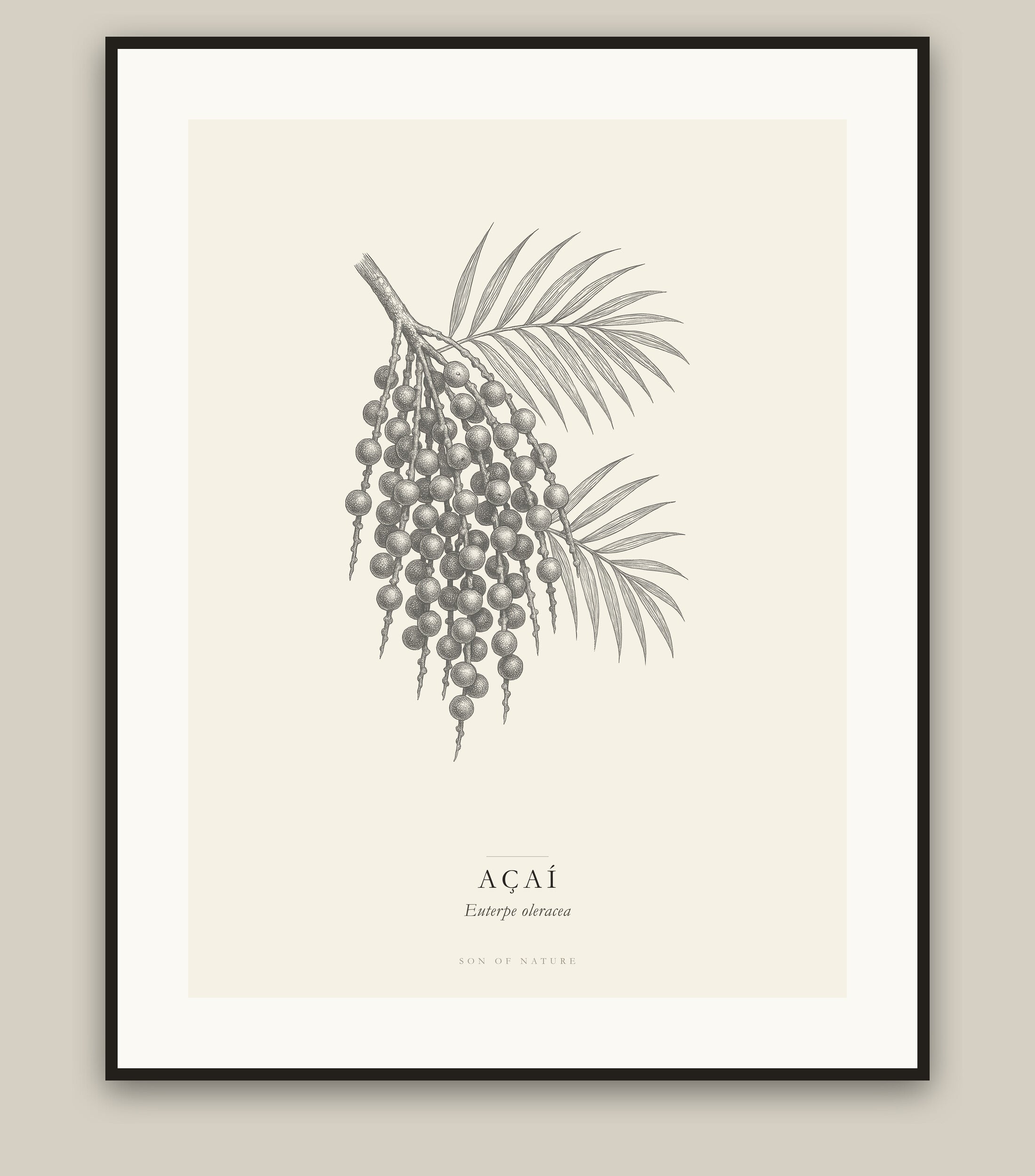 Acai botanical fine art print in a black frame, field-guide plate of Euterpe oleracea
