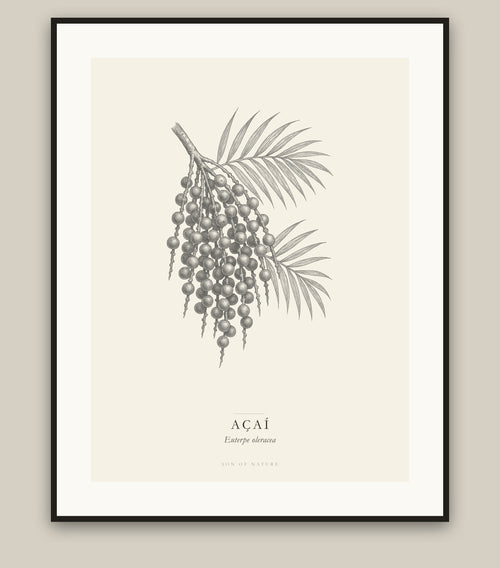 Acai botanical fine art print in a black frame, field-guide plate of Euterpe oleracea