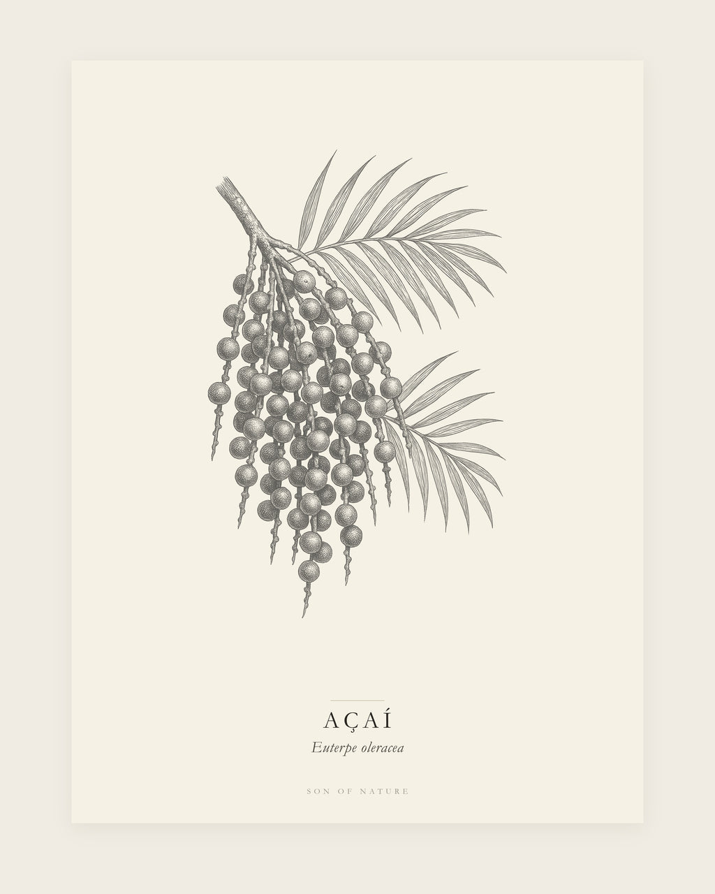 Acai botanical fine art print, unframed, field-guide plate of Euterpe oleracea