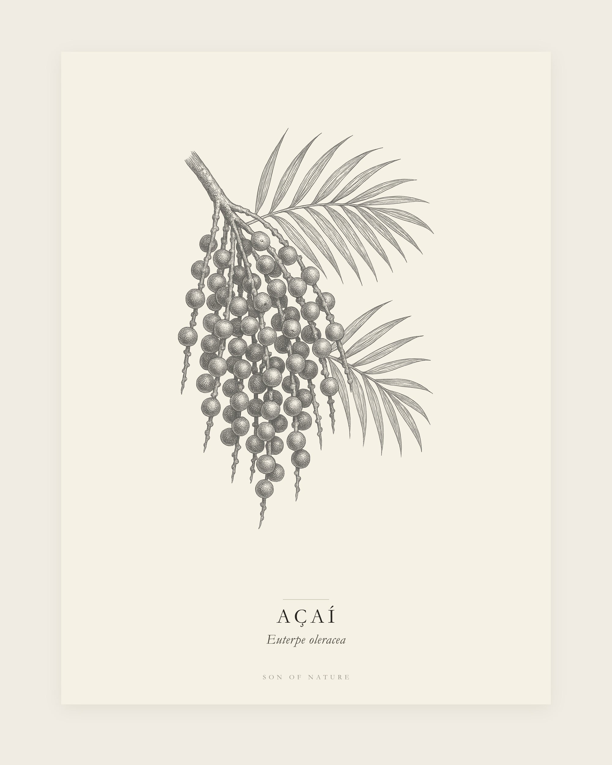 Acai botanical fine art print, unframed, field-guide plate of Euterpe oleracea