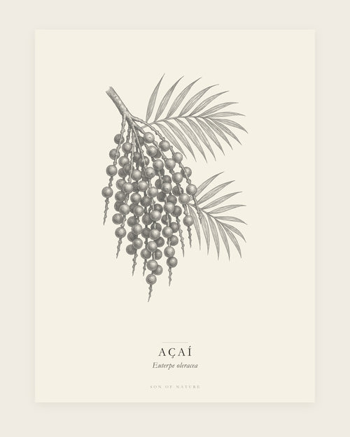 Acai botanical fine art print, unframed, field-guide plate of Euterpe oleracea
