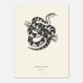 Surucucu bushmaster fine art print on archival paper, unframed