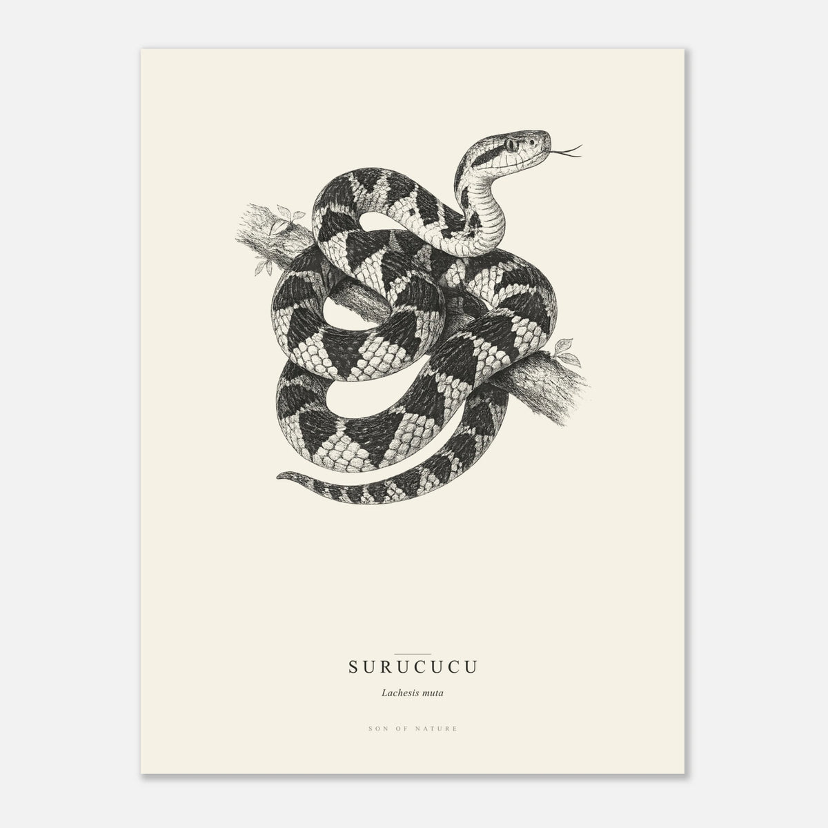 Surucucu bushmaster fine art print on archival paper, unframed