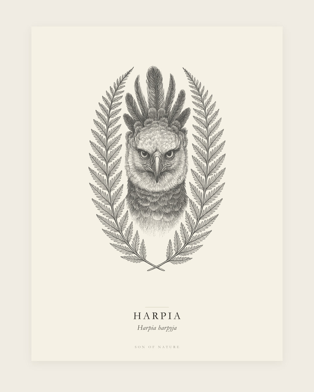 Harpy eagle fine art print, unframed, field-guide plate of Harpia harpyja