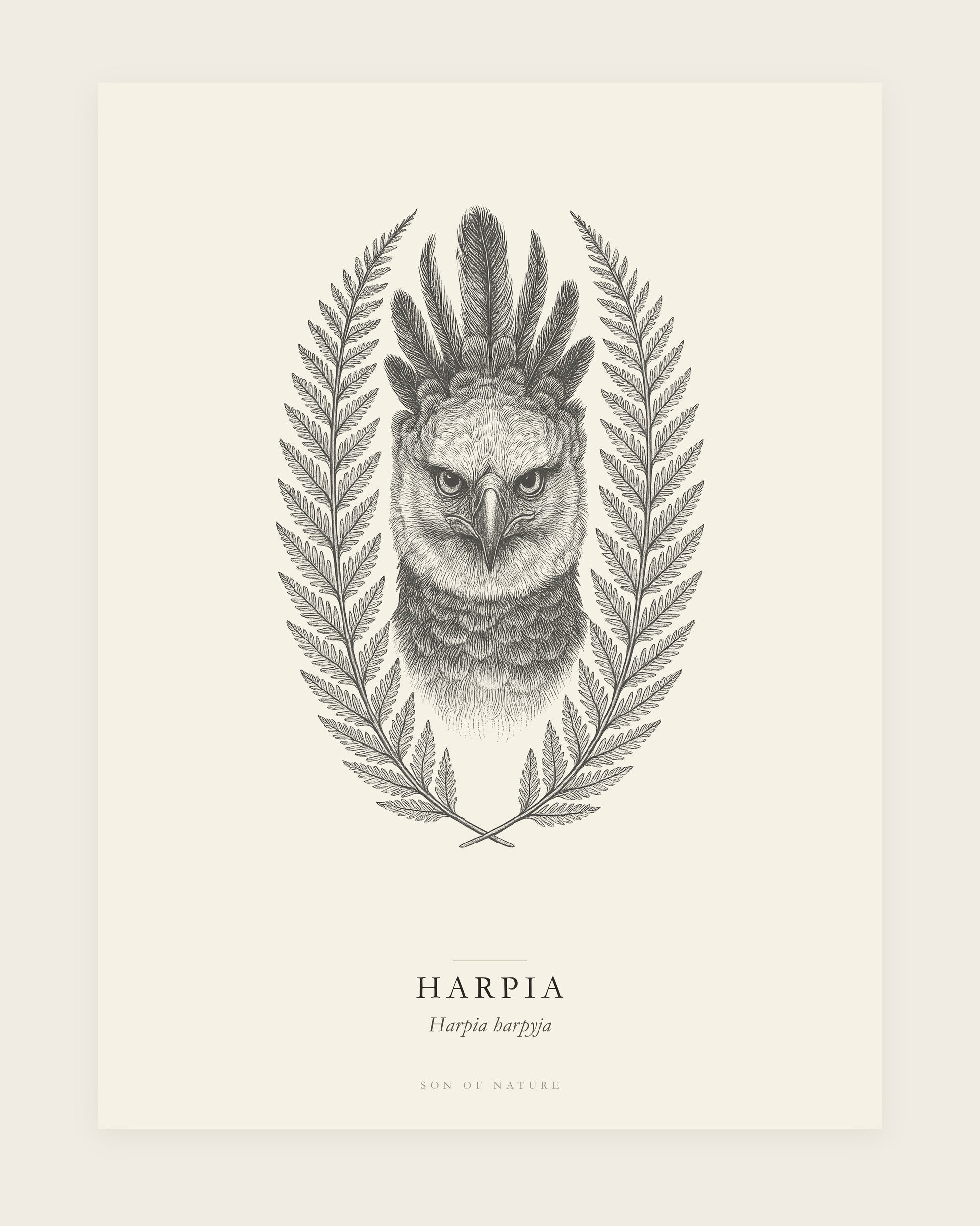 Harpy eagle fine art print, unframed, field-guide plate of Harpia harpyja
