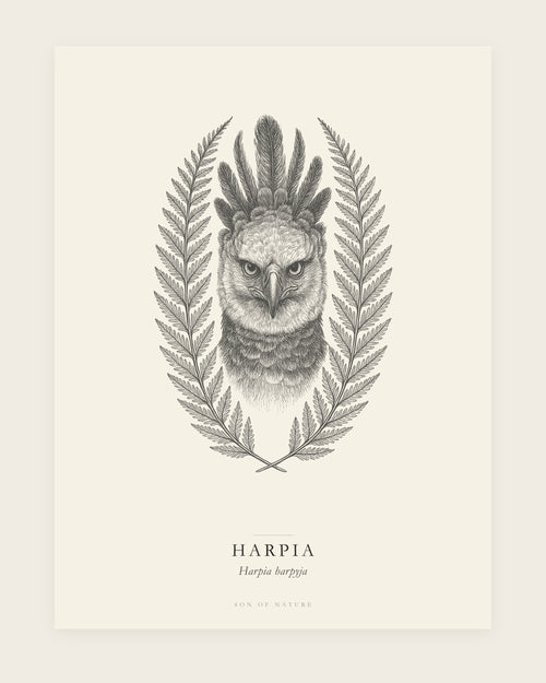 Harpy eagle fine art print, unframed, field-guide plate of Harpia harpyja