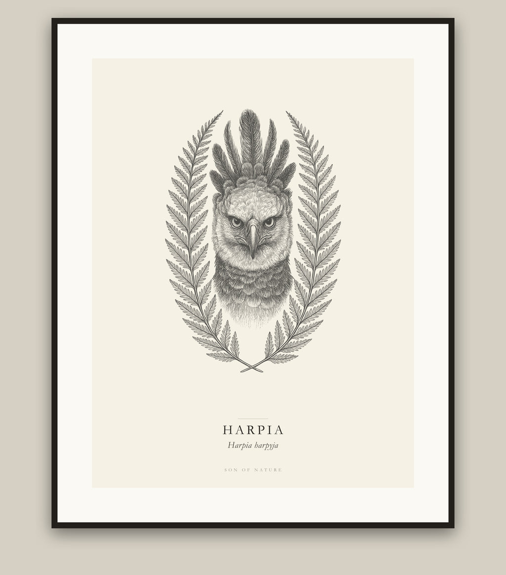 Harpy eagle fine art print in a black frame, field-guide plate of Harpia harpyja