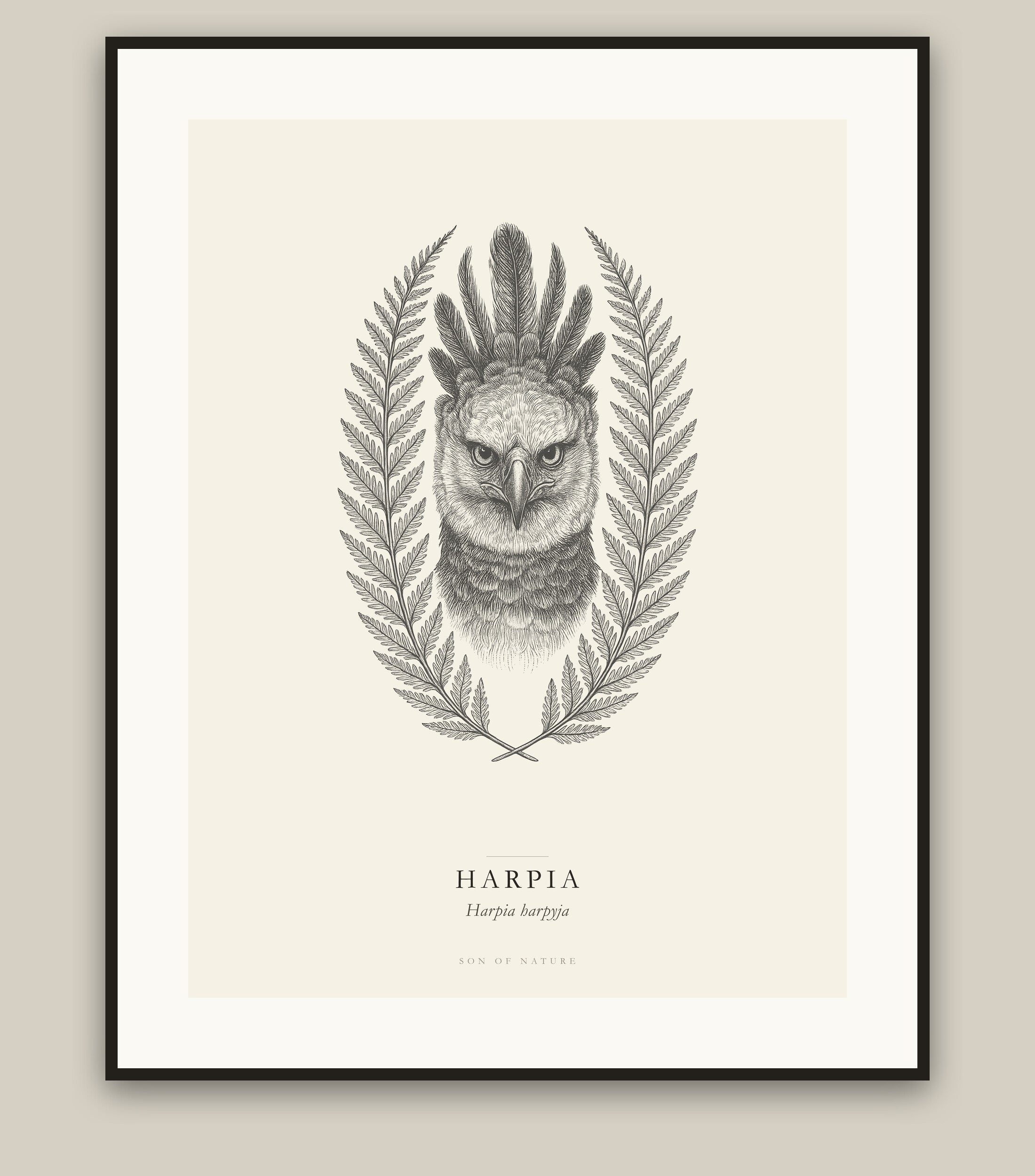 Harpy eagle fine art print in a black frame, field-guide plate of Harpia harpyja
