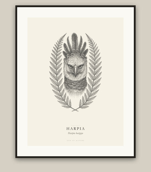 Harpy eagle fine art print in a black frame, field-guide plate of Harpia harpyja