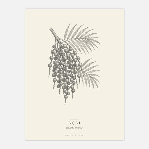 Acai botanical fine art print on archival paper, unframed