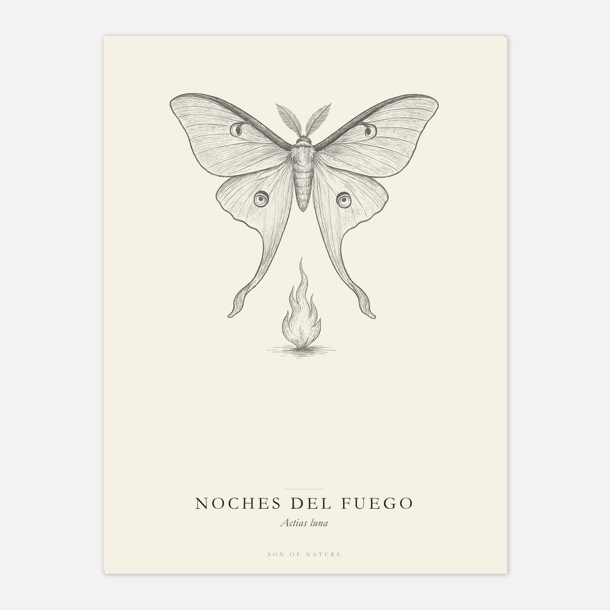 Luna moth fine art print on archival paper, unframed