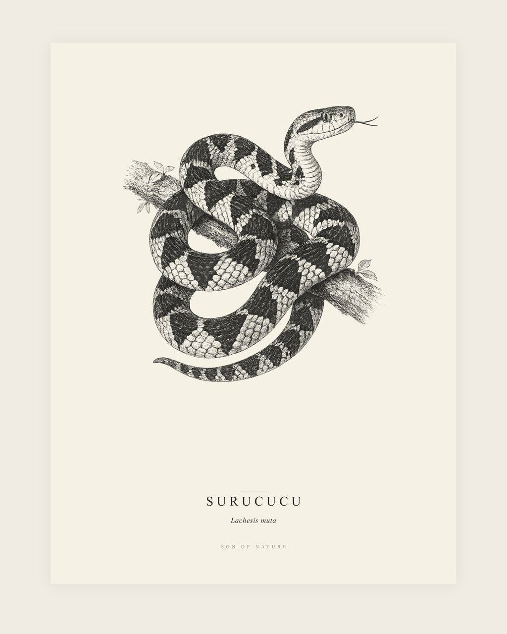 Bushmaster fine art print, unframed, field-guide plate of Lachesis muta