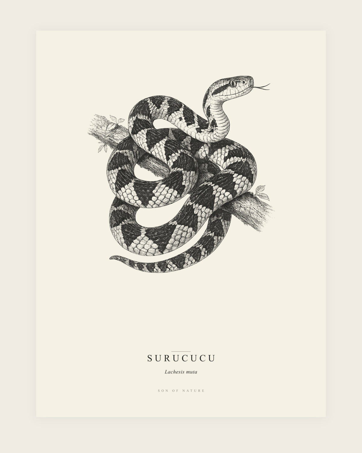 Bushmaster fine art print, unframed, field-guide plate of Lachesis muta